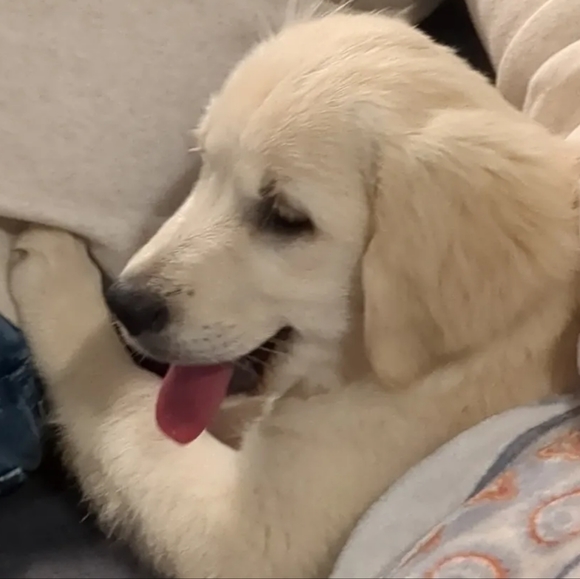 ✨🐾Pet friendly seller 🐾✨ - Picture 2 of 10